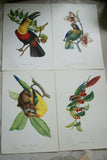 VERY RARE 1960 Rare Descourtilz Limited Edition Original Folio Lithograph Brazilian Bird Plate 2 Golden Paroquet or Perruche Guiaruba or Plate 3 Red-Eared Paroquet or Perruche a Gorge Variee
