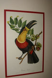 VERY RARE & FRAMED Descourtilz Limited Edition Original 1960 Folio Lithograph of TOUCAN (DES8) Framed Professionally in Very Large Hand-painted Frame 33" X 26,5"