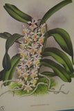 Lindenia Limited Edition Print: Vanda Boxalli (White with Yellow and Magenta) Orchid Collector Art (B1)