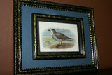 19th Century WHITE-THROATED GREY PETREL: ANTIQUE AUTHENTIC 1897 ORIGINAL PRINT from LLOYD'S NATURAL HISTORY BY BOWDLER SHARPE EDWARD LLOYD LIMITED, DOUBLE MATTED AND DOUBLE FRAMED PROFESSIONALLY IN UNIQUE HAND PAINTED FRAMES & MATS SIGNED BY ARTIST.