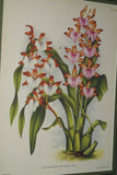 Lindenia Limited Edition Print: Odontoglossum Wilckearnum Albens (White and Sienna) Orchid Collector Art (B1)