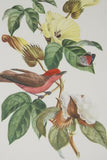 VERY RARE Professionally 2x Matted & in Hand-painted Frame  21`" x 15"  Authentic Limited Edition 1960 Descourtilz Folio of Scarlet Flycatcher or Moucherolle Rubin Bird Plate 31 from Brazil (DES9)