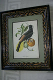 Professionally Matted & Framed in Hand-painted Frame & Mat 24”x 20” VERY RARE Authentic Limited Edition 1960 Descourtilz Folio of Tropical Spot-Tailed Jacamar or Jacamar Dore Bird Plate 15 from Brazil (DES1)