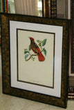 VERY RARE 1960 Rare Descourtilz Limited Edition Original Folio Lithograph Brazilian Bird Plate 19 Red Chatterer or Cotinga Ouette