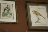 2 Original Axel Amuchastegui 1952 Highly Collectible Australian Bird lithographs  “Love Life of the Birds” on fine white rag paper PROFESSIONALLY X2 MATTED & FRAMED in Signed Hand Painted Frames EACH 18”X14” ONE FREE WITH ONE BARGAIN