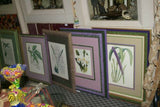 Lindenia Limited Edition Print: Terete Vanda Kimballiana (White and Fushia) Orchid AOS Collector Art (B2)