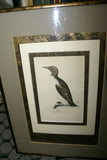 OVER 160 YEARS OLD ORIGINAL ANTIQUE H.C. HAND COLORED WOOD ENGRAVING FROM 1860 MORRIS BIRDS RINGED GUILLEMOT PENGUIN MATTED PROFESSIONALLY WITH 4 HIGH QUALITY ACID FREE MATS & CUSTOM FRAMED IN HANDPAINTED SIGNED FRAME