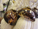 Liquidation: 26 total Seashell Tassels Curtain Holdbacks: 10 pairs of Snake Cowry  + 6 Varied Indopacific Shell Tassels Banded Tun, Pearlized Trochus, Tree Snail, Horse Conch & brown Cowry Oceanic Art, South Pacific Home Decor Accent Designer