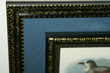 19th Century WHITE-THROATED GREY PETREL: ANTIQUE AUTHENTIC 1897 ORIGINAL PRINT from LLOYD'S NATURAL HISTORY BY BOWDLER SHARPE EDWARD LLOYD LIMITED, DOUBLE MATTED AND DOUBLE FRAMED PROFESSIONALLY IN UNIQUE HAND PAINTED FRAMES & MATS SIGNED BY ARTIST.