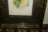 ANTIQUE AUTHENTIC MID 1800’S LITHOGRAPH 19TH C. PARADISEA PAPUANA OR LESSER BIRD OF PARADISE FRAMED IN CUSTOM HAND PAINTED SIGNED FRAME WITH 3 ACID FREE HAND PAINTED MATS