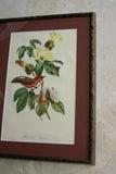 VERY RARE Descourtilz Limited Edition Original 1960 Folio Lithograph, Plate 31: Scarlet Flycatcher or Moucherolle Rubin (item DES4) Framed Professionally in Large Hand-painted Frame 20" X 14,25"