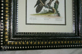RARE 1772 ANTIQUE AUTHENTIC H.C FOLIO LITHOGRAPH ON FINE LAID CHAIN LINK PAPER JOHANN MICHAEL SELIGMANN GEORGE EDWARDS CATESBY H.C FOLIO VULTUR BARBATUS, LE VAUTOUR BARBU CUSTOM OVER 250 YEARS OLD FRAMED WITH MULTIPLE MATS  IN HANDPAINTED SIGNED FRAME