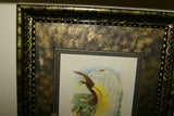 ANTIQUE AUTHENTIC MID 1800’S LITHOGRAPH 19TH C. PARADISEA PAPUANA OR LESSER BIRD OF PARADISE FRAMED IN CUSTOM HAND PAINTED SIGNED FRAME WITH 3 ACID FREE HAND PAINTED MATS