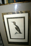 OVER 160 YEARS OLD ORIGINAL ANTIQUE H.C. HAND COLORED WOOD ENGRAVING FROM 1860 MORRIS BIRDS RINGED GUILLEMOT PENGUIN MATTED PROFESSIONALLY WITH 4 HIGH QUALITY ACID FREE MATS & CUSTOM FRAMED IN HANDPAINTED SIGNED FRAME