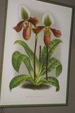 Lindenia Limited Edition Print: Paphiopedilum, Cypripedium Moensianum, Lady Slipper (Magenta and White) Orchid Collector Art (B1)