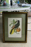 VERY RARE Professionally 2x Matted & in Hand-painted Frame 25”x 20” Authentic Limited Edition 1960 Descourtilz Folio of Pied-Breasted Oropendola or Cassique Huppe Bird Plate 43 from Brazil (DES2)