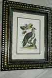 RARE 1772 ANTIQUE AUTHENTIC H.C FOLIO LITHOGRAPH ON FINE LAID CHAIN LINK PAPER JOHANN MICHAEL SELIGMANN GEORGE EDWARDS CATESBY H.C FOLIO VULTUR BARBATUS, LE VAUTOUR BARBU CUSTOM OVER 250 YEARS OLD FRAMED WITH MULTIPLE MATS  IN HANDPAINTED SIGNED FRAME