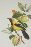 VERY RARE CHOICE BETWEEN 4 YELLOW TROPICAL JUNGLE BIRDS FROM 1960 Rare Descourtilz Limited Edition Original Folio Lithographs Brazilian Birds Plates