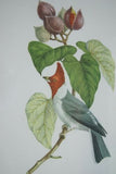 Professionally Triple Matted & in Hand-painted Frame 25.5" X 21" VERY RARE Authentic Limited Edition 1960 Descourtilz Folio Tropical Crested Cardinal or Fringille Paroare, Bird Plate 41 from Brazil (DES10)