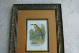 FROM CASSELL BOOK OF BIRDS FROM 1869 ANTIQUE ORIGINAL H.C  LITHOGRAPH "EUROPEAN BEE EATER OR MEROPS APLASTER” 19TH CENTURY PRINT PROFESSIONALLY TRIPLE-MATTED AND FRAMED PURPOSELY IN ANTIQUE FRAME COLLECTOR DECOR