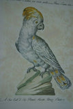 Rare Archival Art by Saverio Manetti (16 C.) Very Limited Edition Folio Lithograph of Cockatoo Parrot professionally framed in hand painted signed frame with x3 acid free mats 22,5" X 17,5" from "The Natural History of Birds" COLLECTOR ART