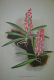 Lindenia Limited Edition Print: Vanda Superba (Red and White) Orchid Collector Art (B1)