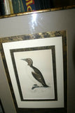 OVER 160 YEARS OLD ORIGINAL ANTIQUE H.C. HAND COLORED WOOD ENGRAVING FROM 1860 MORRIS BIRDS RINGED GUILLEMOT PENGUIN MATTED PROFESSIONALLY WITH 4 HIGH QUALITY ACID FREE MATS & CUSTOM FRAMED IN HANDPAINTED SIGNED FRAME