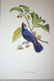 VERY RARE 1960 Rare Descourtilz Limited Edition Original Folio Lithograph Brazilian Bird Plate 29 White-Capped Tanager or Euphone a Diademe