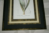 REDOUTE CYRTANTHUS KNYSNA LILY HAND PAINTED SIGNED FRAME 4x MATS FLOWER PRINT