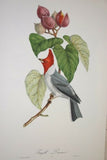 Professionally Triple Matted & in Hand-painted Frame 25.5" X 21" VERY RARE Authentic Limited Edition 1960 Descourtilz Folio Tropical Crested Cardinal or Fringille Paroare, Bird Plate 41 from Brazil (DES10)