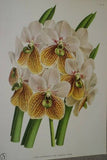 Lindenia Limited Edition Print: Vanda Lindeni (Yellow and Orange) Orchid Collector Art (B1)