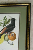VERY RARE Professionally 2x Matted & in Hand-painted Frame 25”x 20” Authentic Limited Edition 1960 Descourtilz Folio of Pied-Breasted Oropendola or Cassique Huppe Bird Plate 43 from Brazil (DES2)