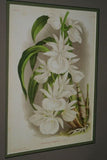 Lindenia Limited Edition Print: Catasetum x Splendens Var Grignani (Yellow, White and Magenta) Orchid Collector Art (B4)