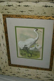 ORIGINAL ANTIQUE 1878 FOLIO PLATE FROM JACOB H. STUDER'S POPULAR ORNITHOLOGY, "THE BIRDS OF NORTH AMERICA" 1878 ILLUSTRATED FROM LIFE BY THEODORE JASPER.  CHOOSE EGRET OR PELICAN OR BOTH Professionally framed in custom frames with 2 acid free mats
