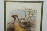 FROM  FIRST EDITION OF CASSELL BOOK OF BIRDS FROM 1869 ANTIQUE ORIGINAL H.C  LITHOGRAPH "SANGUINE FRANCOLIN” 19TH CENTURY PRINT PROFESSIONALLY DOUBLE-MATTED AND FRAMED IN HAND PAINTED FRAME SIGNED BY THE ARTIST COLLECTOR DECOR