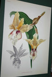 Lindenia Limited Edition Print: Stanhopea Oculata (White with Speckled Sienna) Orchid Collector Art (B2)