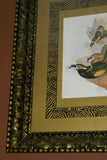 25,5"X 20,5” 1948 GOULD  TOUCANET  BIRD FOLIO LITHOGRAPH FRAMED IN SIGNED DETAILED ARTIST HAND PAINTED FRAME AND 2 MATS TO ENHANCE THE ART WITHIN GORGEOUS DFPN88 DESIGNER WALL ART DÉCOR