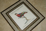 Rare Archival Art by Saverio Manetti (16 C.) Very Limited Edition Folio Lithograph of Parrot professionally framed in hand painted signed frame with  x4 acid free mats 23” x 22” Magnificent plate from "The Natural History of Birds" DESIGNER COLLECTOR ART