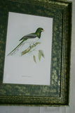 UNIQUE 28"X23" 1955 GOULD TROGON GIGAS BIRD FOLIO LITHOGRAPH FRAMED IN SIGNED ARTIST HAND PAINTED FRAME WITH 2 MATS ALSO HAND PAINTED TO ENHANCE THE ART GORGEOUS DFPN83C