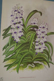 Lindenia Limited Edition Print: Vanda Boxalli (White with Yellow and Magenta) Orchid Collector Art (B1)