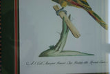 Rare Archival Art by Saverio Manetti (16 C.) Very Limited Edition Folio Lithograph of Parrot professionally framed in hand painted signed frame with  x3 acid free mats 21,5" X 18,75" Magnificent plate from The Natural History of Birds DESIGNER ART