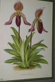 Lindenia Limited Edition Print: Paphiopedilum, Cypripedium Moensianum, Lady Slipper (Magenta and White) Orchid Collector Art (B1)