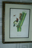 Professionally Double Matted & Framed in Hand-painted Frame 24”x 19” VERY RARE Authentic Limited Edition 1960 Descourtilz Folio of Tropical Black-Spotted Barbet or Cabezon a Plastron Noir Bird Plate 11 from Brazil (DES15)