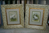 ORIGINAL ANTIQUE 1878 FOLIO PLATE FROM JACOB H. STUDER'S POPULAR ORNITHOLOGY, "THE BIRDS OF NORTH AMERICA" 1878 ILLUSTRATED FROM LIFE BY THEODORE JASPER.  CHOOSE EGRET OR PELICAN OR BOTH Professionally framed in custom frames with 2 acid free mats