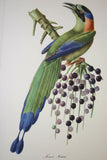 VERY RARE 1960 Rare Descourtilz Limited Edition Original Folio Lithograph Brazilian Bird Plate 60: REICHNOW'S MOTMOT OR MOMOT HOUTOU (Brazil)