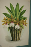 Lindenia Limited Edition Print: Zygopetalum Graminifolium (Mauve and Maroon) Orchid Collector Art (B3)