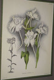 Lindenia Limited Edition Print: Habenaria Susannae (White) Orchid Collector Art (B4)