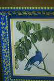 Professionally 2x Matted & in Hand-painted Frame 16 1/2" X 12 1/2" VERY RARE Authentic Limited Edition 1960 Descourtilz Folio of Hand-colored Tersine Bleue Bird Plate 12 from Brazil (DES17)