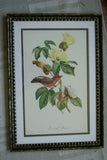 VERY RARE Professionally 2x Matted & in Hand-painted Frame  21`" x 15"  Authentic Limited Edition 1960 Descourtilz Folio of Scarlet Flycatcher or Moucherolle Rubin Bird Plate 31 from Brazil (DES9)