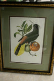 VERY RARE Professionally 2x Matted & in Hand-painted Frame 25”x 20” Authentic Limited Edition 1960 Descourtilz Folio of Pied-Breasted Oropendola or Cassique Huppe Bird Plate 43 from Brazil (DES2)